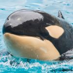 Orka ginie nagle w amerykańskim morskim świecie