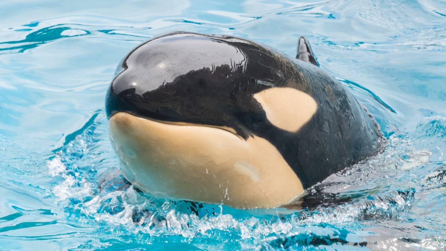 Orka ginie nagle w amerykańskim morskim świecie