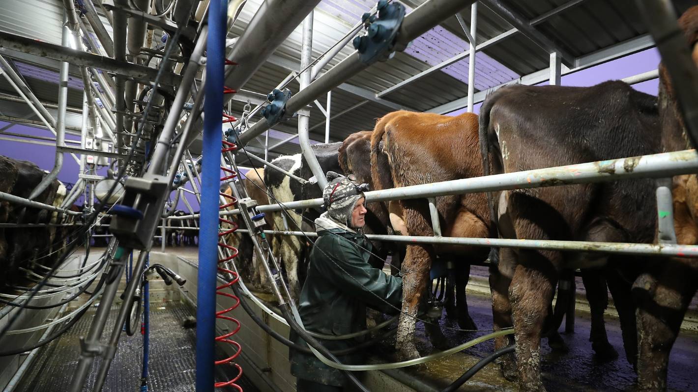 COVID-19: Hodowcy bydła mlecznego nie mają czasu na szczepienie w okresie wycieleń