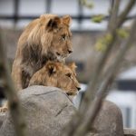 Lwy wracają do zoo w Wellington