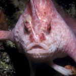 Po raz pierwszy od dziesięcioleci w Australii zauważono rzadką rybę o różowej dłoni