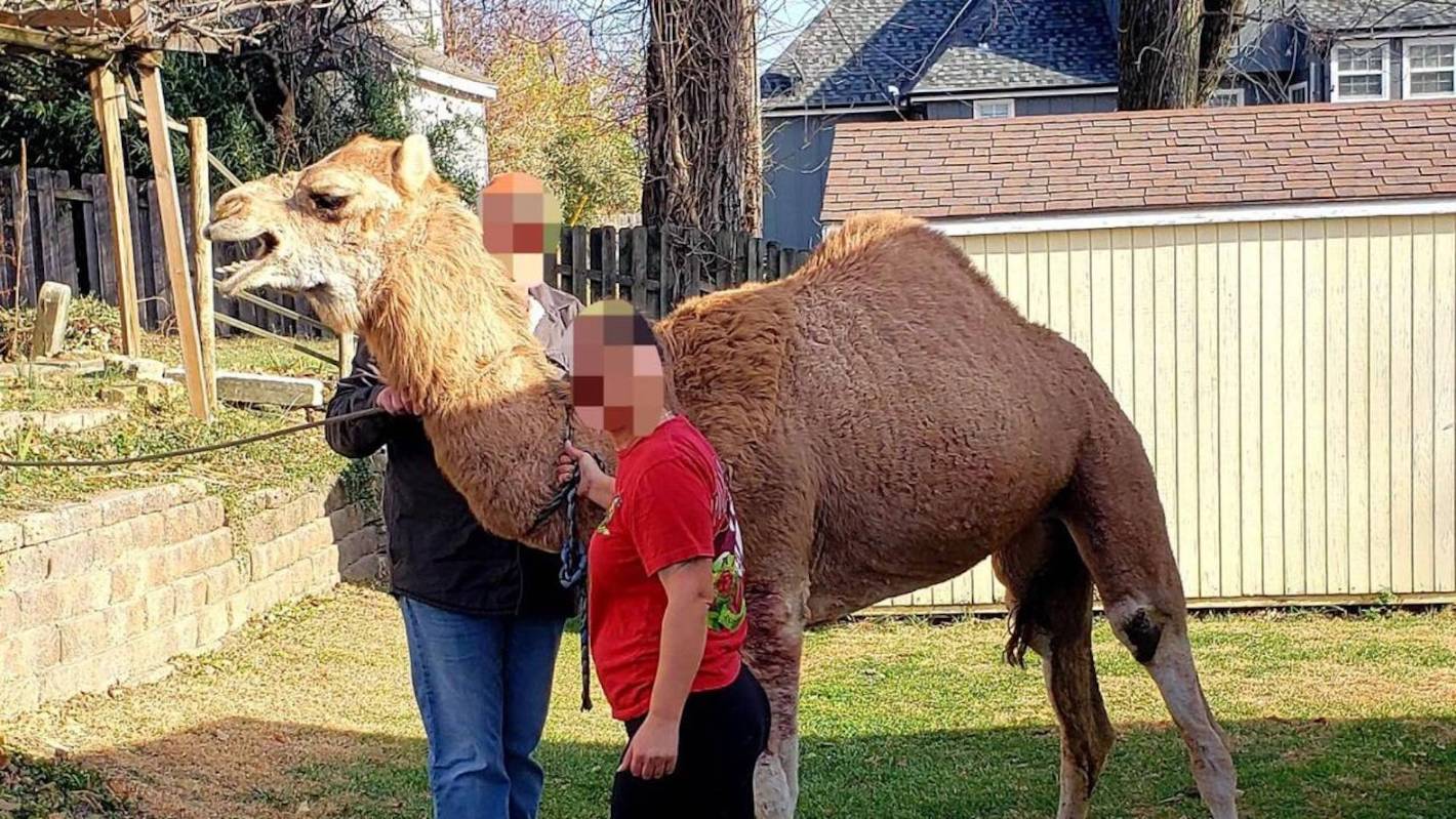 Policja w Kansas aresztuje wielbłąda „Forrest Hump” uwolnionego z miejsca kołyski