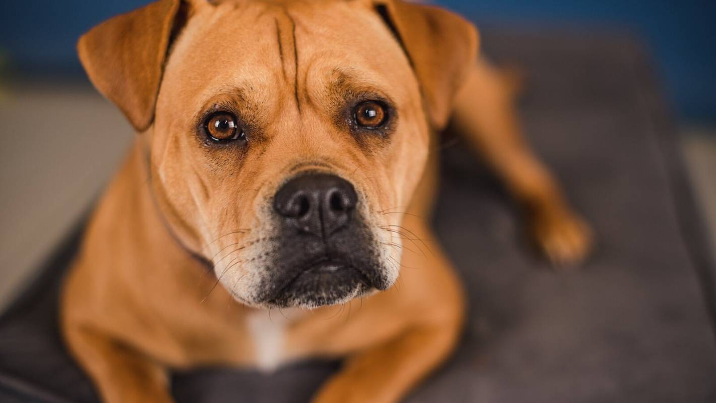 Rekordowa liczba psów i psów ubezpieczeniowych jest obecnie porzucana