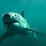 Dane pokazują wzrost liczby ataków rekinów po trzech latach spadku
