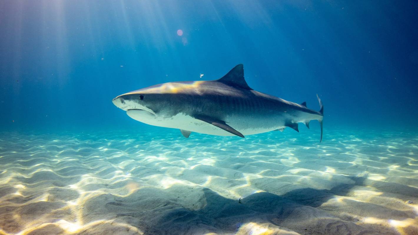 Atak rekinów z Sydney wywołał wezwania do linczu – ale najpierw spójrzmy na dowody
