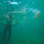 Nastoletni chłopiec umiera po tym, jak zabójcza meduza z pudełka otoczy go dwoma metrowymi mackami