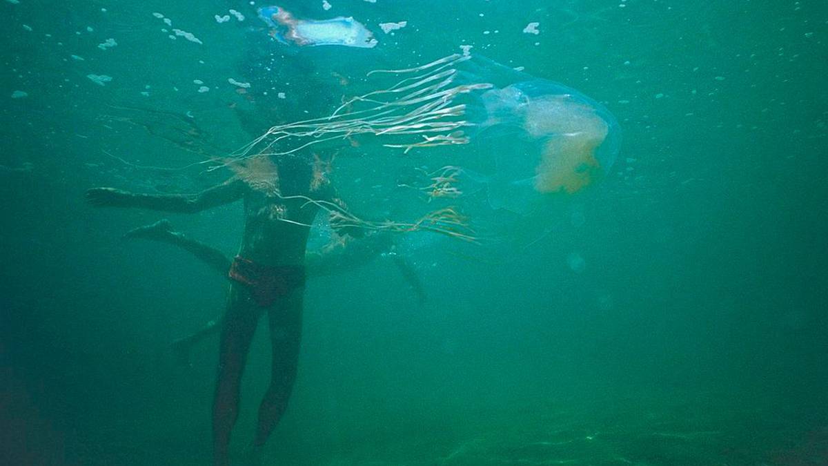 Nastoletni chłopiec umiera po tym, jak zabójcza meduza z pudełka otoczy go dwoma metrowymi mackami