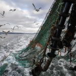 Pływający dywan martwych ryb znalezionych u wybrzeży Francji