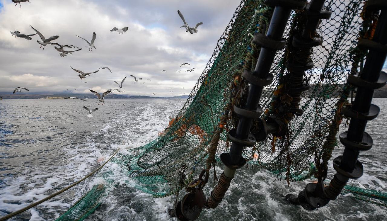Pływający dywan martwych ryb znalezionych u wybrzeży Francji