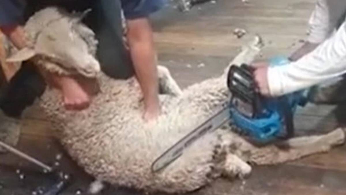 Tasmański mężczyzna został oskarżony po tym, jak traumatyczne nagranie ze strzyżeniem owiec stało się wirusowe