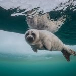 Rosyjski fotograf uchwycił najmniejszą fokę świata w największym jeziorze świata