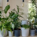 Ściągawka: Dlaczego chore (i różnorodne) rośliny doniczkowe mogą być dla ciebie złe