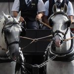 Koń przewraca się, wabiąc turystów w Palmie na Majorce, w upale 40 stopni Celsjusza
