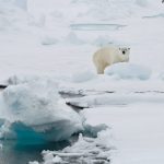 Turysta ranny po ataku niedźwiedzi polarnych na obóz na norweskich wyspach Svalbard
