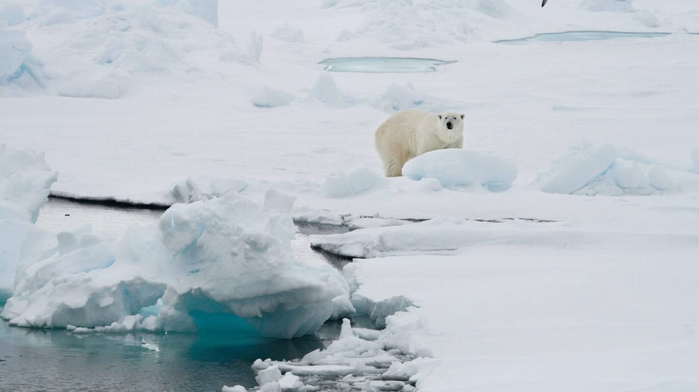 Turysta ranny po ataku niedźwiedzi polarnych na obóz na norweskich wyspach Svalbard