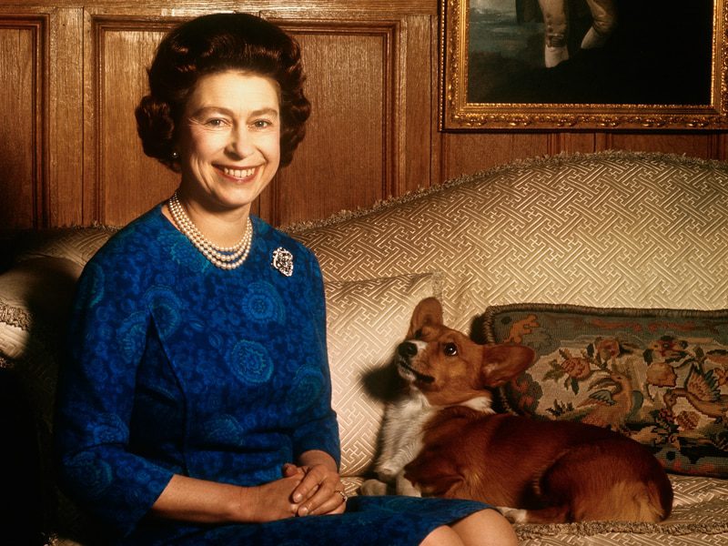 Młoda królowa Elżbieta pozuje z jednym ze swoich wielu psów.