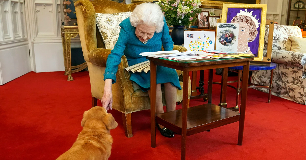 Po śmierci królowej rodzina spodziewała się zaopiekować ukochanymi psami