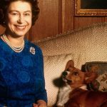 Śmierć królowej Elżbiety: co się stanie z psami Jej Królewskiej Mości