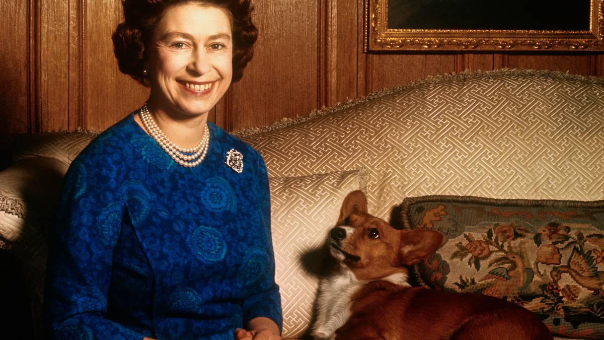 Śmierć królowej Elżbiety: co się stanie z psami Jej Królewskiej Mości