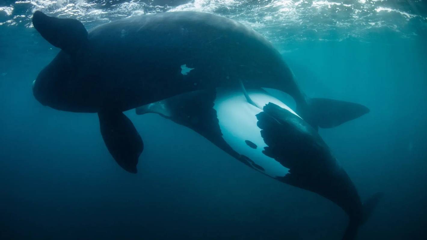 Oszałamiający obraz parowania wielorybów Kiwi został oceniony jako jeden z najlepszych obrazów dzikiej przyrody na świecie