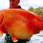 Jedna z największych złotych rybek na świecie złowiona we Francji