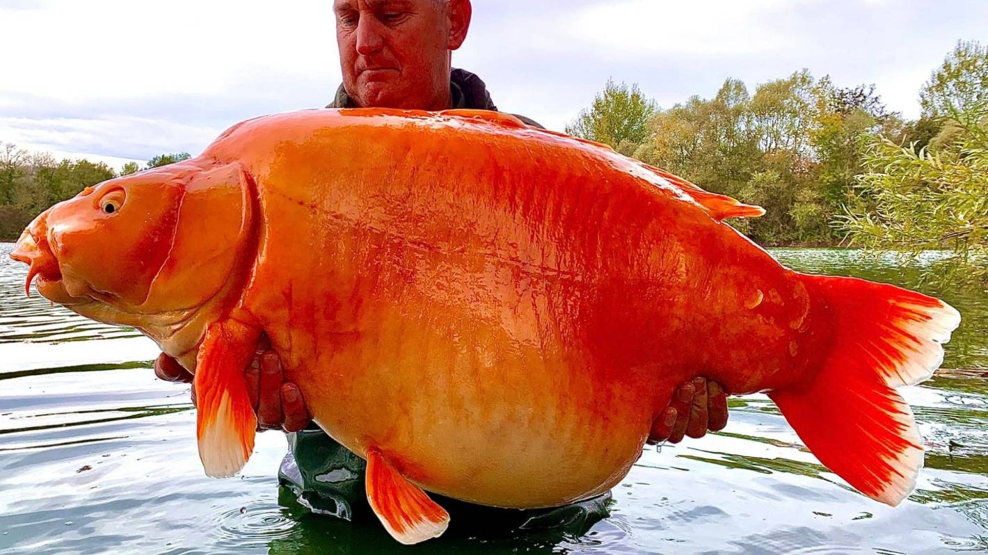 Jedna z największych złotych rybek na świecie złowiona we Francji