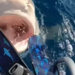 Niesamowity materiał filmowy pokazuje nurka Oceana Ramseya stojącego z bliska z pięciometrowym rekinem