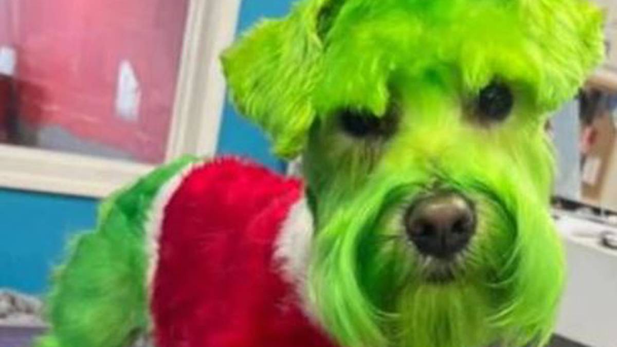 Pies ufarbowany tak, by wyglądał jak Grinch, wywołuje wściekłość na TikToku